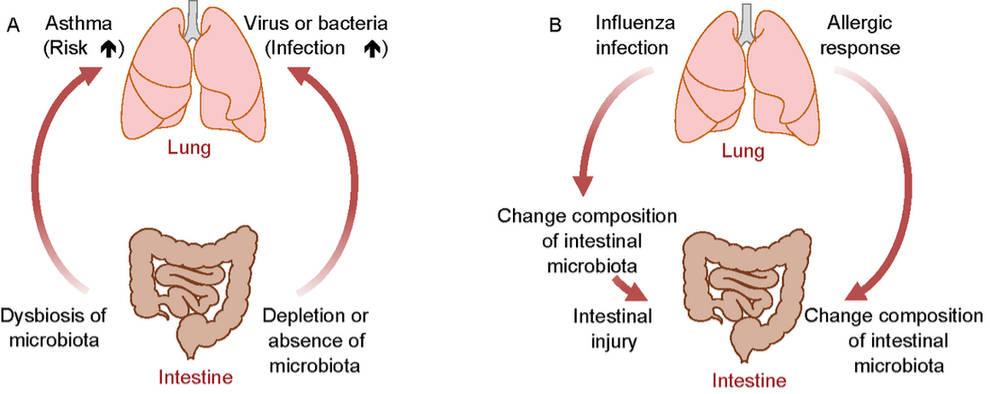 Gut Lung Microbiota Relationship